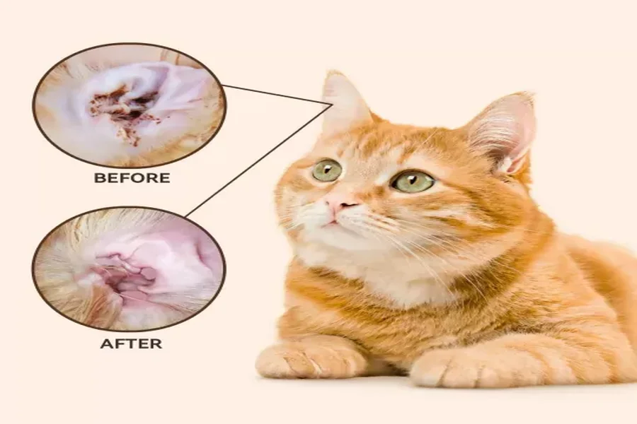 Cat Ear Infection