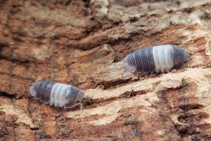 Isopods