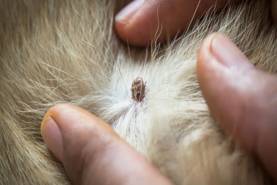 Pest Control In Pet Boarding Facilities Essential Strategies For A Safe Environment