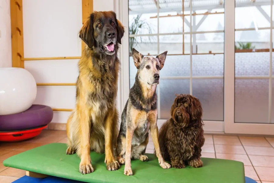 Pest Control In Pet Boarding Facilities Essential Strategies For A Safe Environment