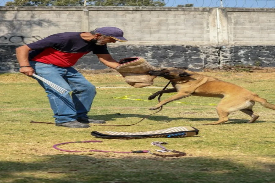 Dog Bite Laws in Denver
