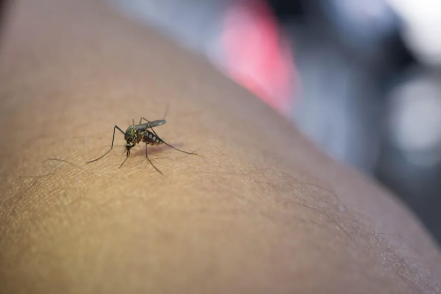 The Benefits Of Same-day Mosquito Treatments During Peak Season