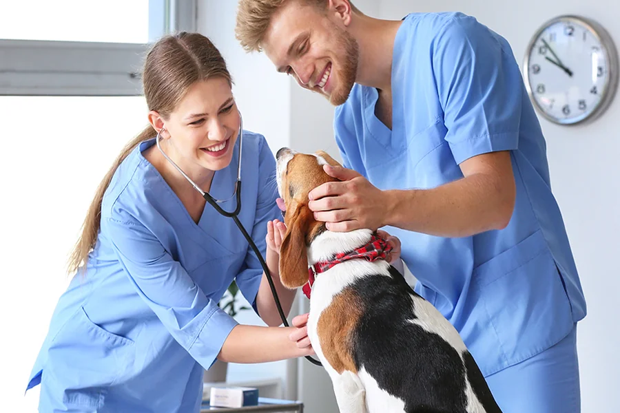 Vet Practice Sales