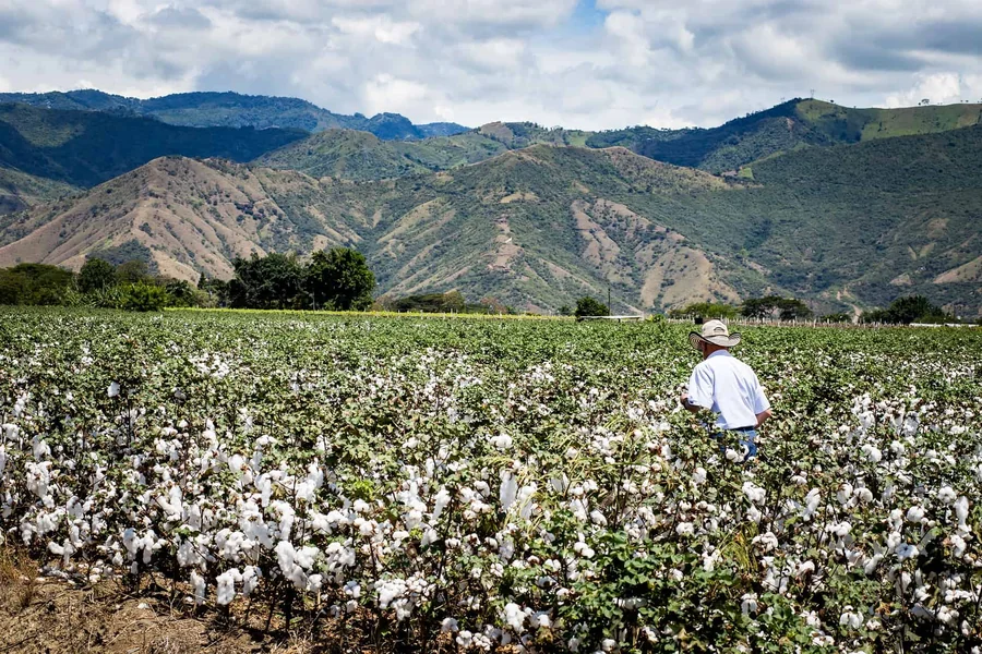 Is Organic Cotton Worth the Investment